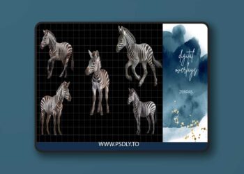 Finding North Education - Zebra Digital Overlays