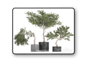 3dsky Pro - A collection of decorative small weeping Olive trees in black concrete pots. Set 734