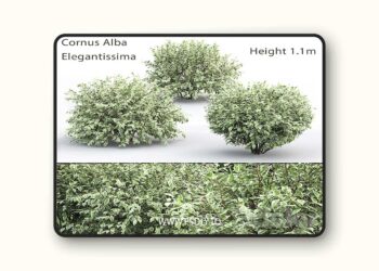 3dsky Pro - Derain White Elegantissima # 1