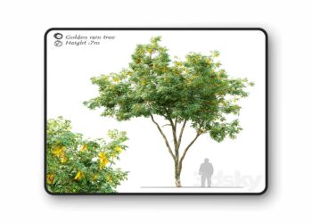 3dsky Pro - Golden rain tree 2 3D Model