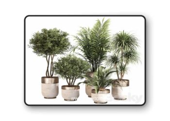 3dsky Pro - Indoor Plant Set 053 3D Model