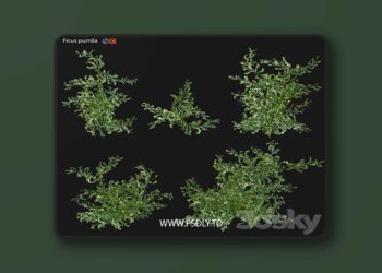 3dsky Pro - Moraceae - Ficus pumila