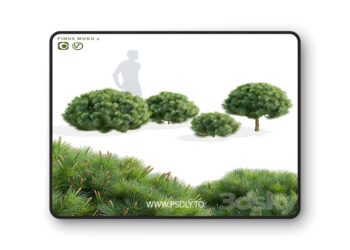 3dsky Pro - Mountain pine | Pinus mugo 2 3D Model