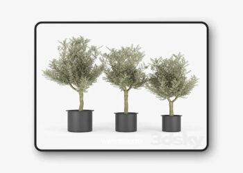 3dsky Pro - Olive Tree 3D Model