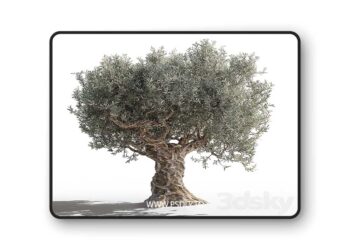 3dsky Pro - Olive tree 2 3D Model