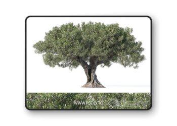 3dsky Pro - Olive tree 8 3D Model
