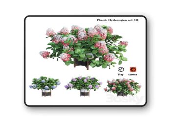 3dsky Pro - Plants Hydrangea set 10