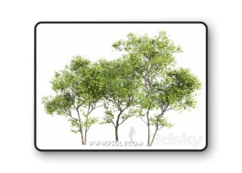 3dsky Pro - Real Tree Acer Saccharinum Summer