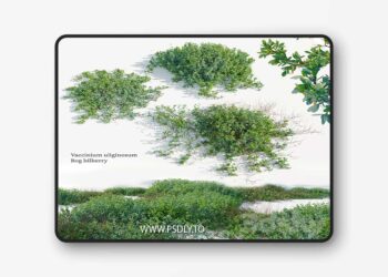 3dsky Pro - Vaccinium uliginosum