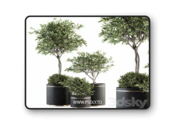 3dsky Pro - indoor Plant Set 239 - Olive in Pot