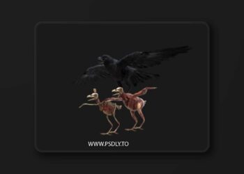 Turbosquid - Crow Fur Anatomy