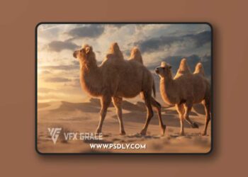 VFX Grace - Bactrian Camel Animated