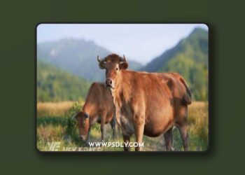 VFX Grace - Cattle Animation