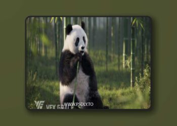 VFX Grace - Panda Animation