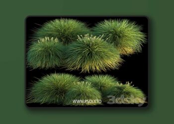 3dsky Pro - Miscanthus 3D Model