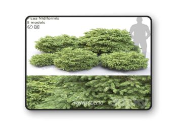 3dsky Pro - Picea 3D Model