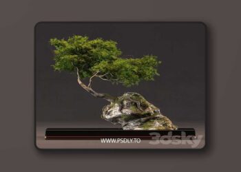 3dsky Pro - Bonsai 3D Model