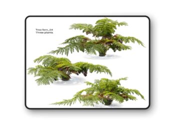 Tree fern 04 – 3D Model