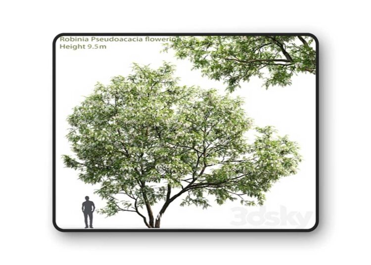 White Acacia Robinia Pseudoacacia – 3D Model 1 White Acacia Robinia Pseudoacacia – 3D Model