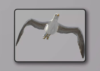 Seagull (Larus canus) v1.0