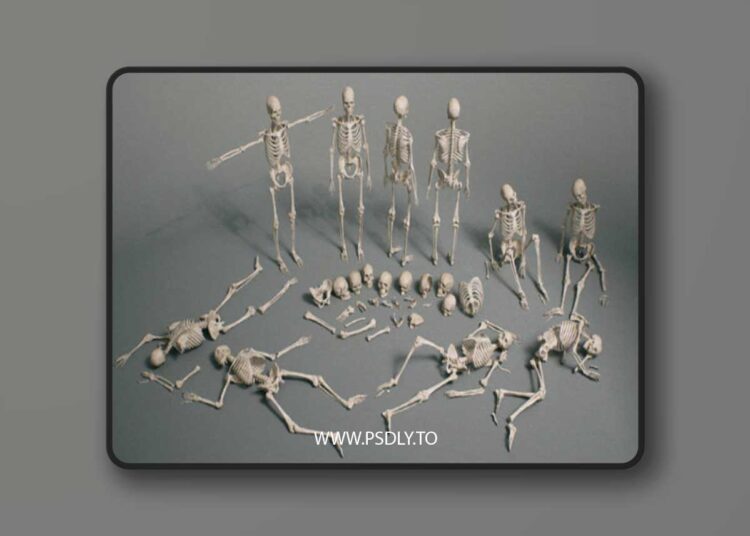 Bones VOL.2 – Human Bones 1 Bones VOL.2 – Human Bones