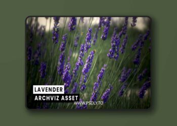 Lavender (Archviz Asset) [5.1 – 5.6]