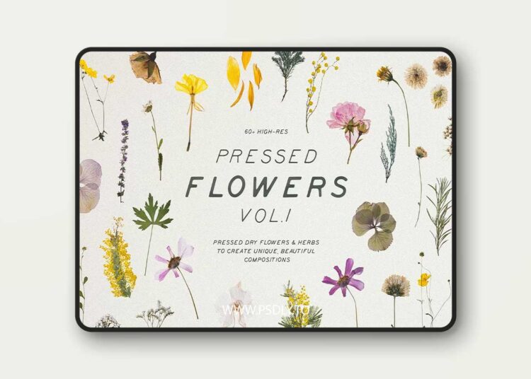 CreativeMarket - Pressed Dry Flowers & Herbs Vol.1 3997653 1 Pressed Dry Flowers & Herbs Vol.1
