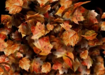 Autumn leaves motion path particles. Particular 6 Required!