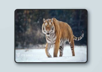 Realistic Animated Siberian Tiger 3D Model for Blender | VFX Grace