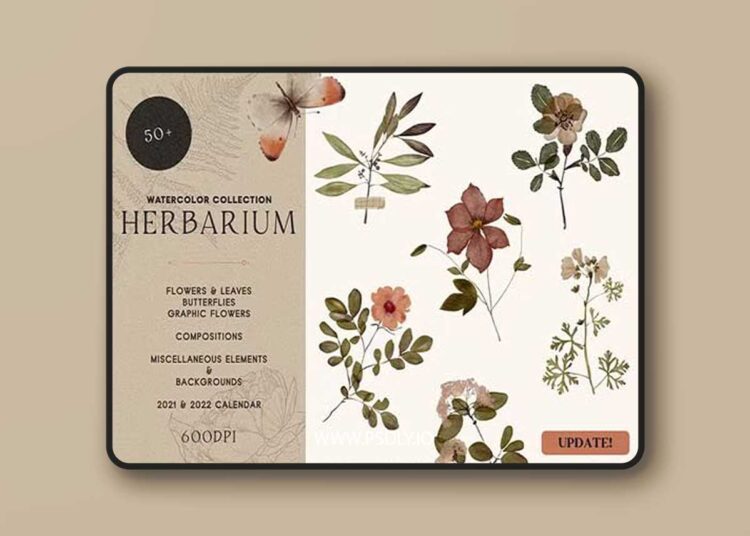 Watercolor Herbarium Pressed Dry Flowers vol.1 1 Watercolor Herbarium Pressed Dry Flowers vol.1